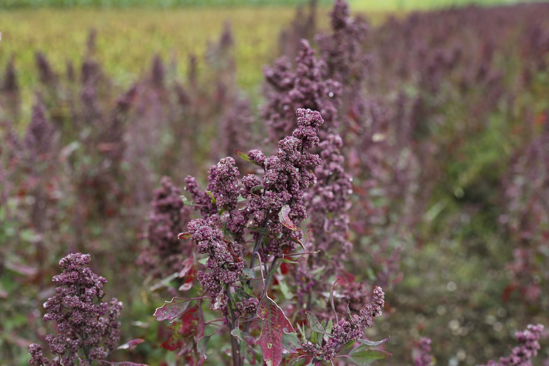 Quinoa Zink