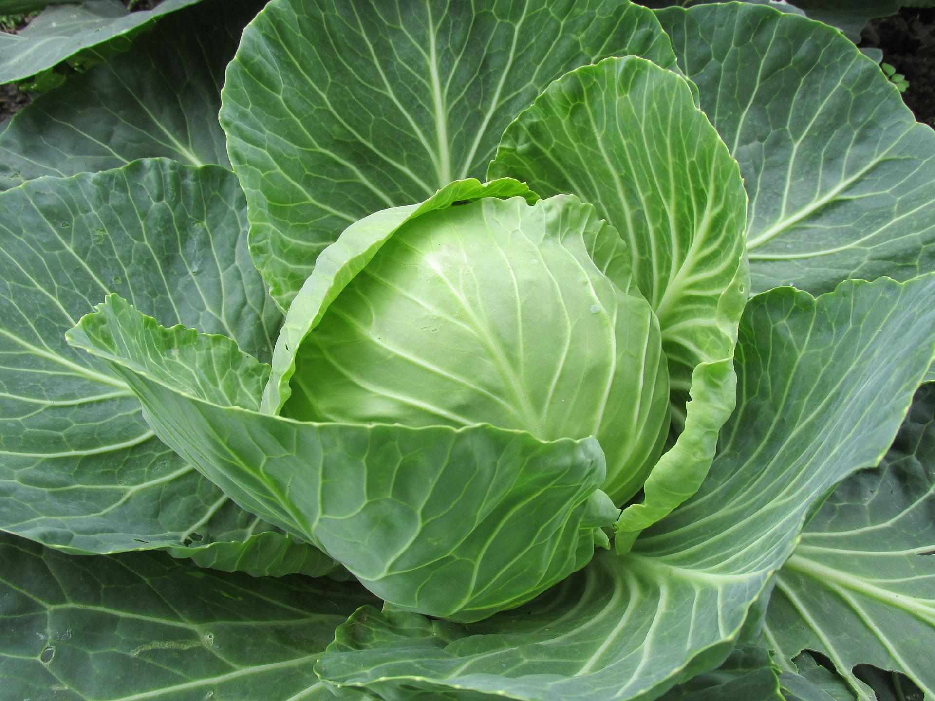 Weißkohl Weisskohl